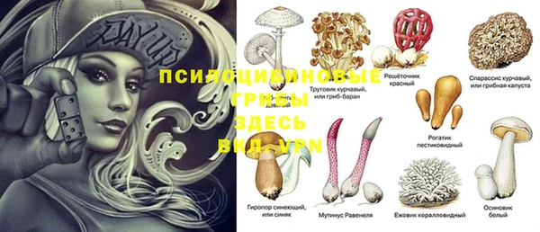 шишки Арсеньев