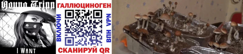 Галлюциногенные грибы Magic Shrooms Кадников